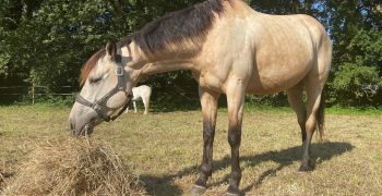 Alimentation cheval