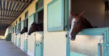 Centre équestre écurie