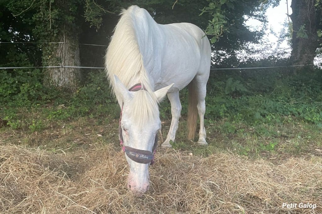 Comportement alimentaire cheval