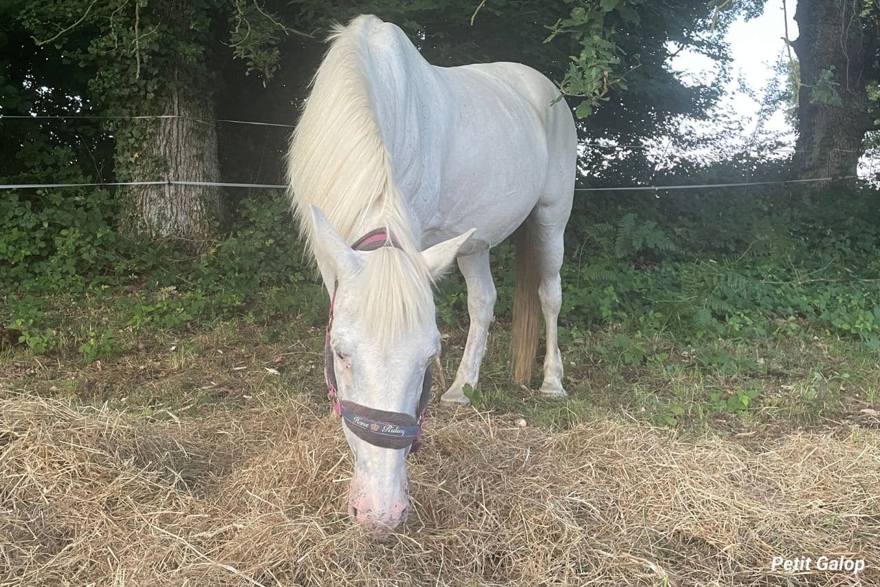 Comportement alimentaire cheval