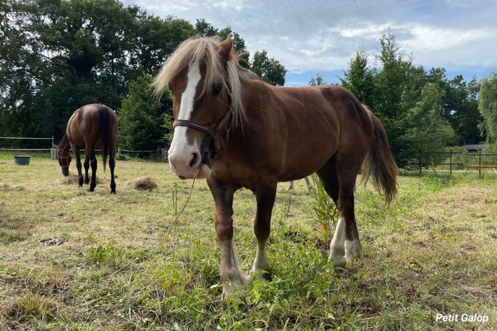 Déclinaisons alezan bai cheval