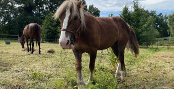 Déclinaisons alezan bai cheval