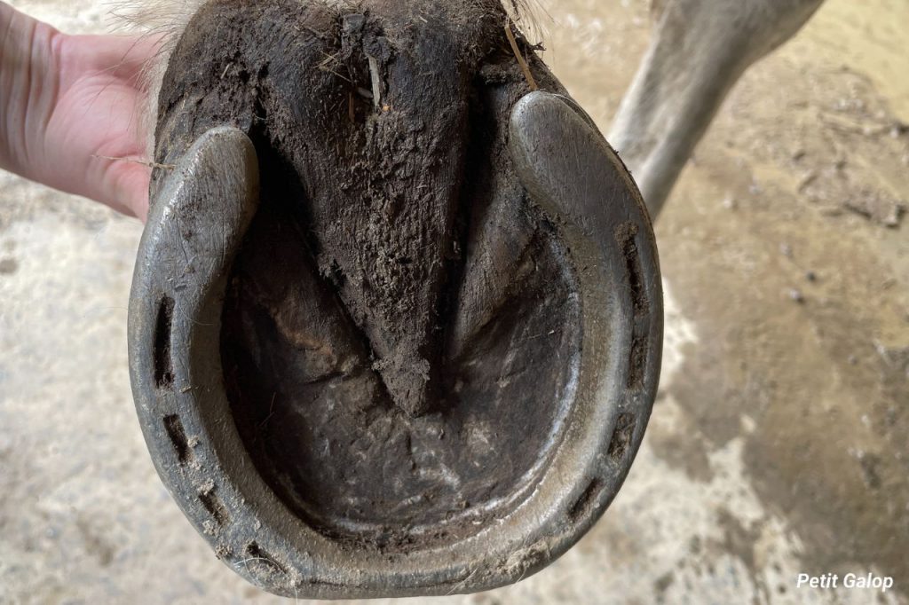 Ferrure cheval