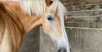 Flexion latérale d'encolure