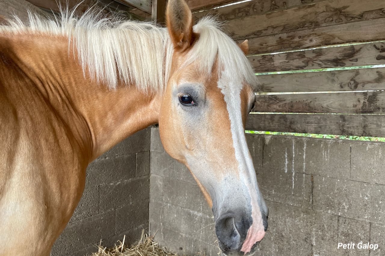 Flexion latérale d'encolure