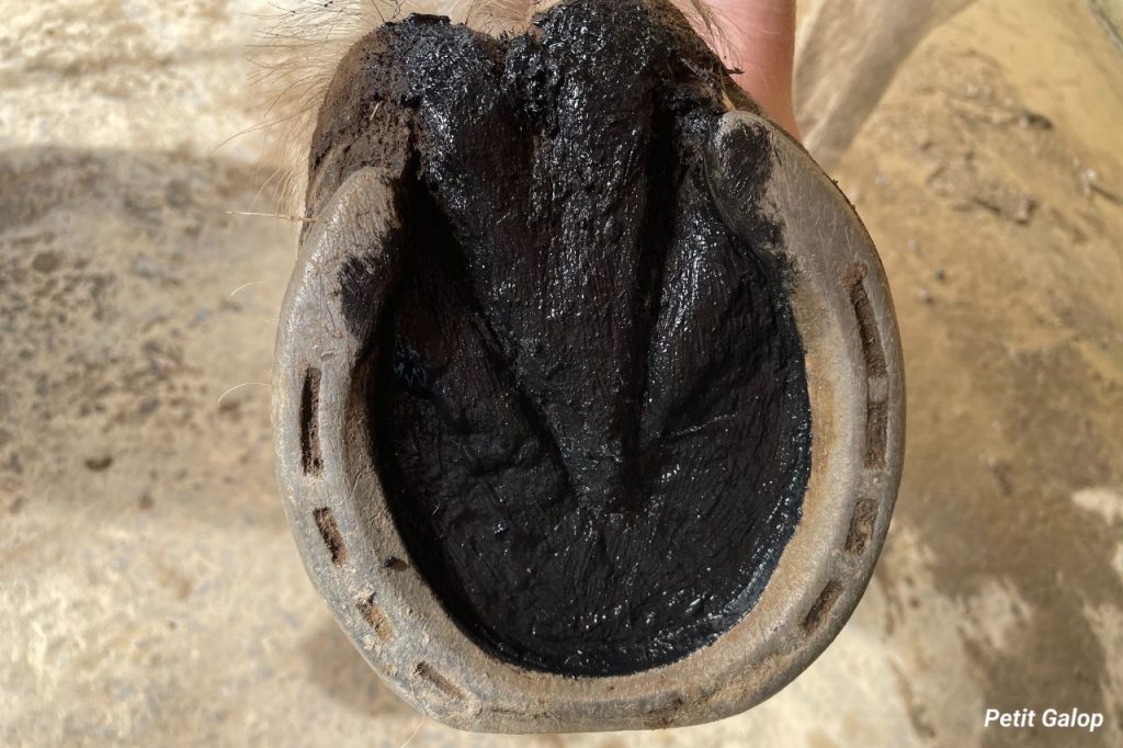 Graisser sabots cheval
