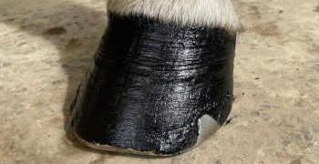 Graisser sabots cheval