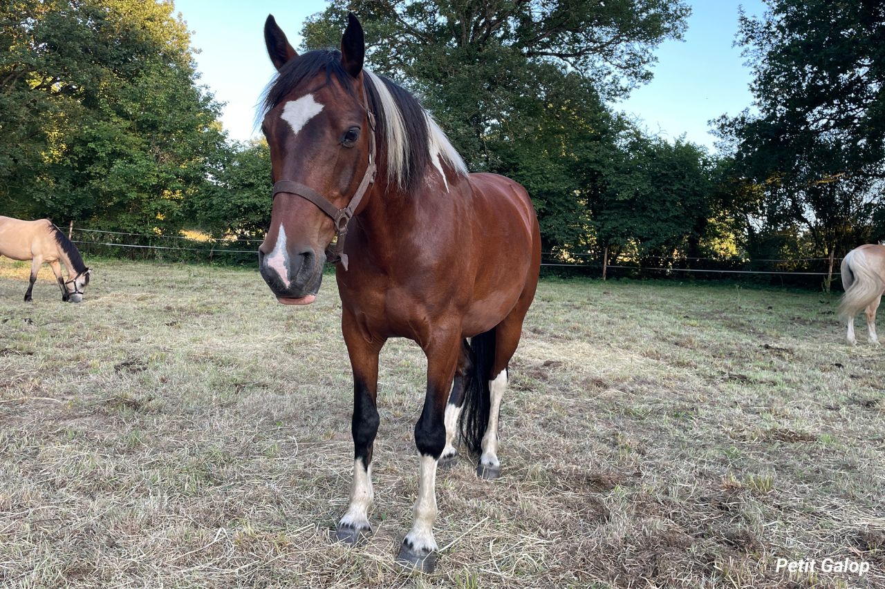 Marques blanches cheval