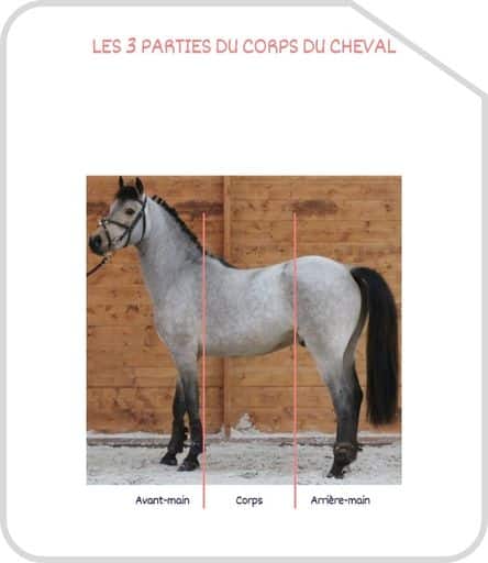 Miniature 3 parties du corps