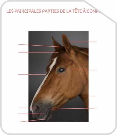 Miniature parties de la tete G2 a completer