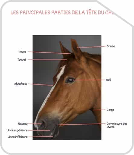 Miniature parties de la tete G2