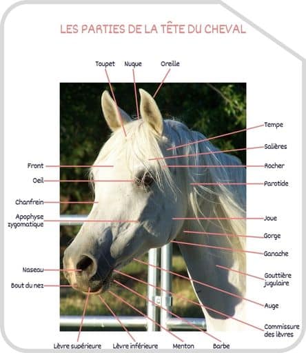 Miniature parties de la tete G3