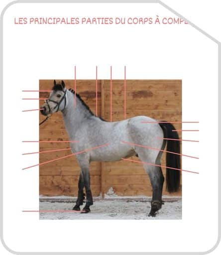 Miniature parties du corps G1 a completer