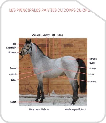 Miniature parties du corps G1