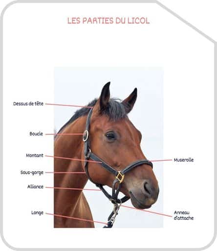 Miniature parties du licol