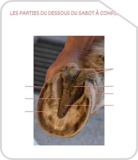 Miniature parties du sabot a completer