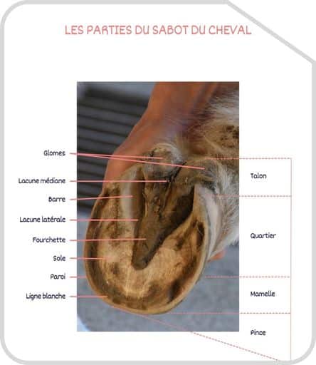 Miniature parties du sabot