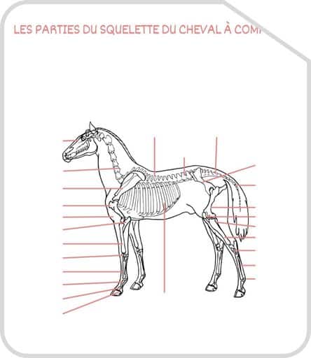 Miniature parties du squelette a completer