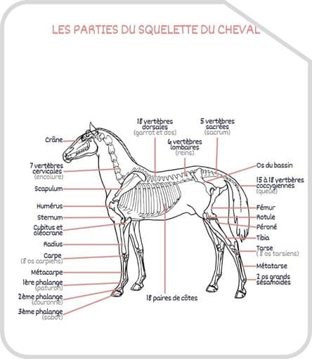 Miniature parties du squelette