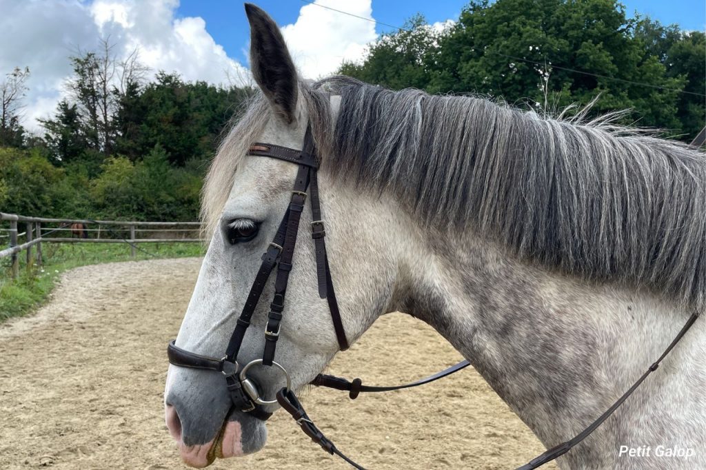 Muserolle allemande - mors à olives