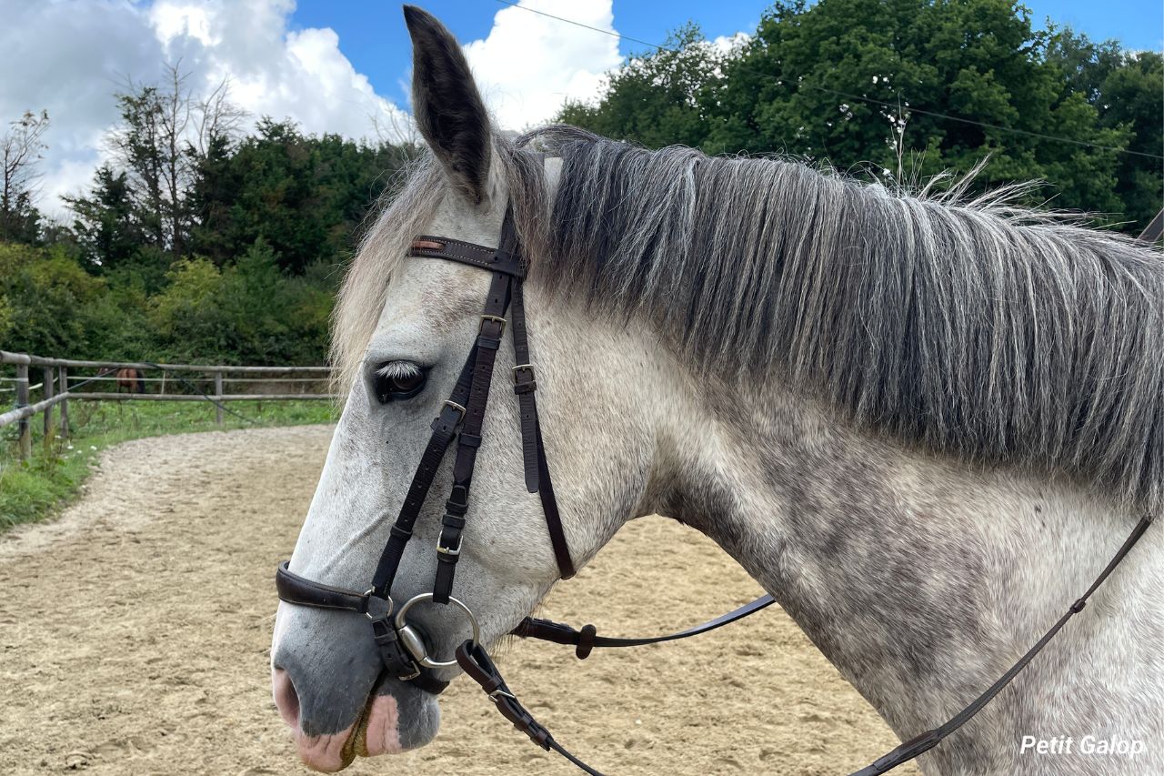 Muserolle allemande - mors à olives