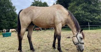 Parties corps cheval