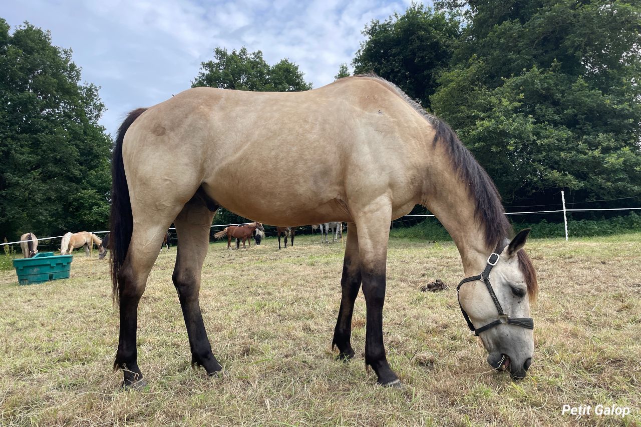 Parties corps cheval