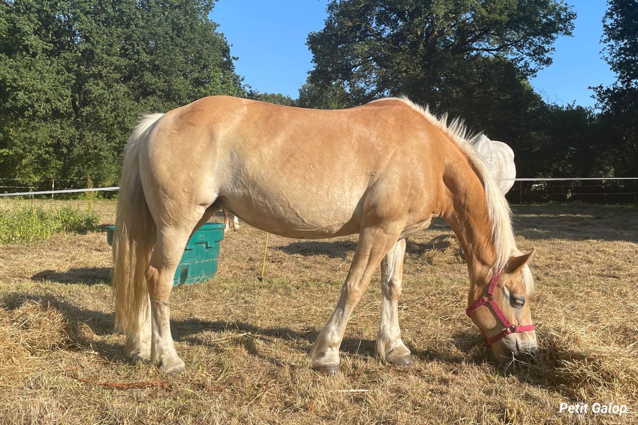 Parties membres cheval