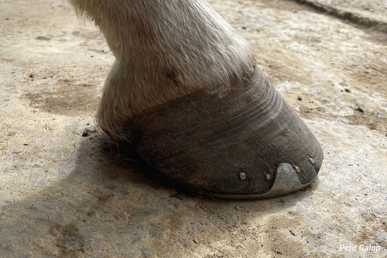 Parties sabot cheval