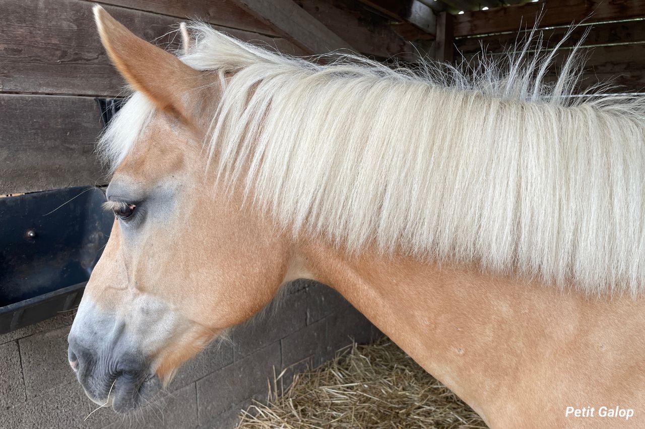 Parties tête cheval