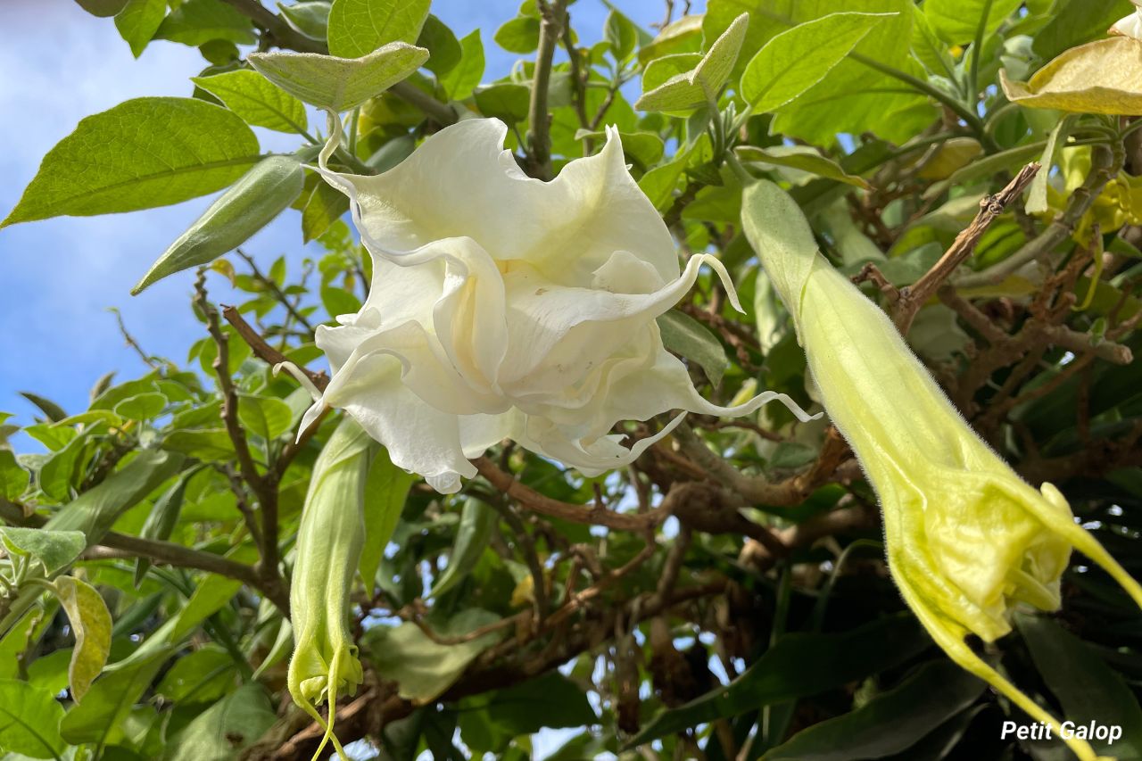 Plantes toxiques cheval datura