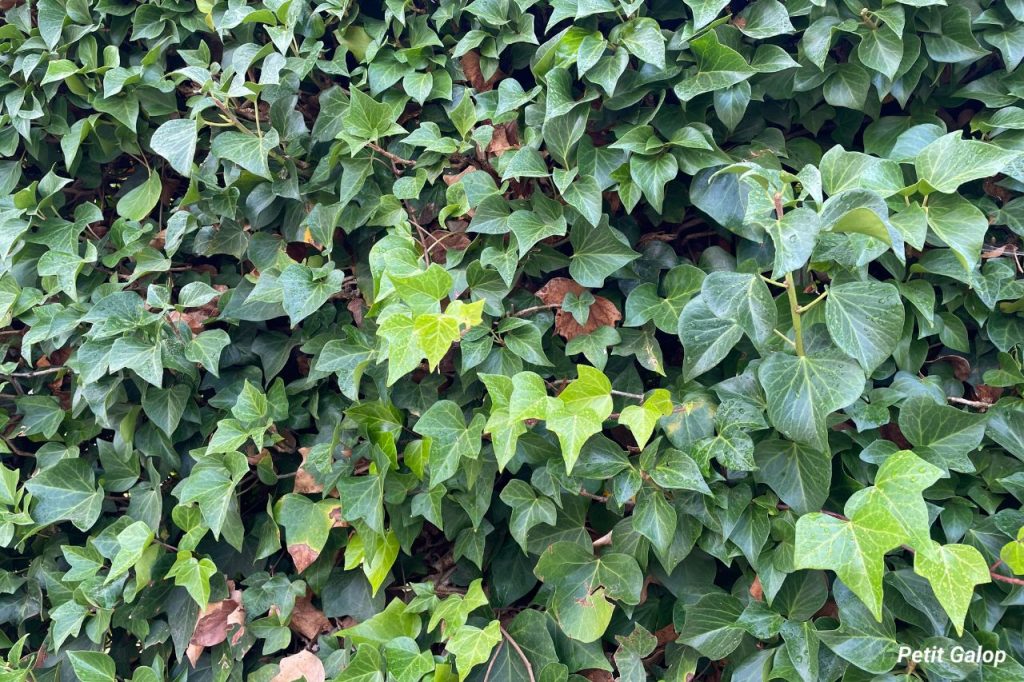 Plantes toxiques cheval lierre