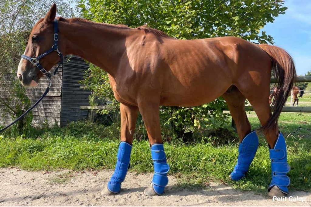 Protections transport cheval