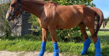 Protections transport cheval