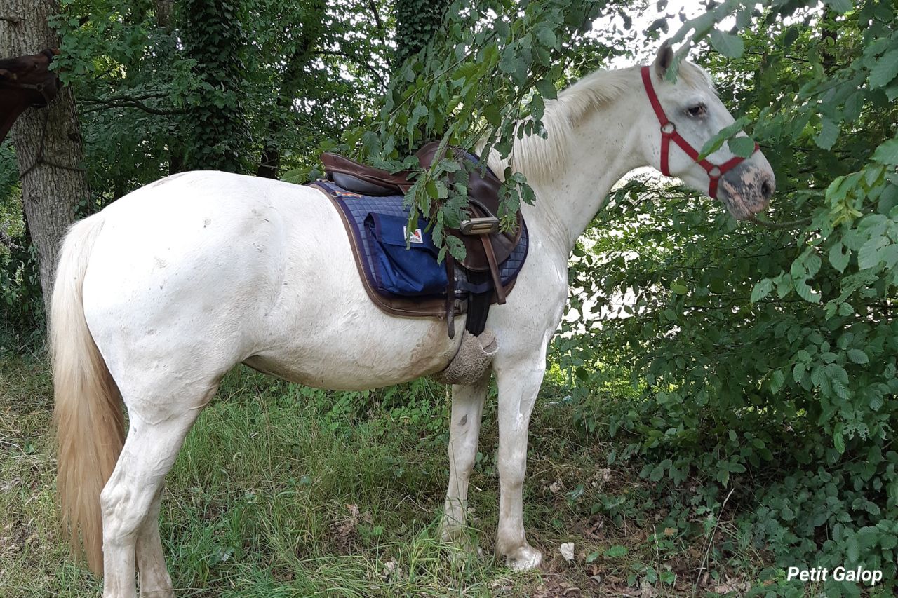 Soins cheval extérieur