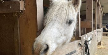 Vie domestique cheval