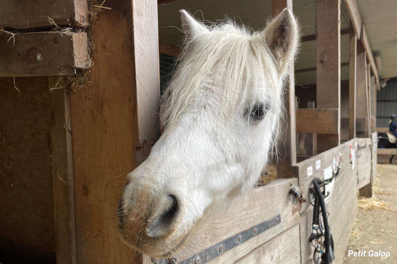 Vie domestique cheval