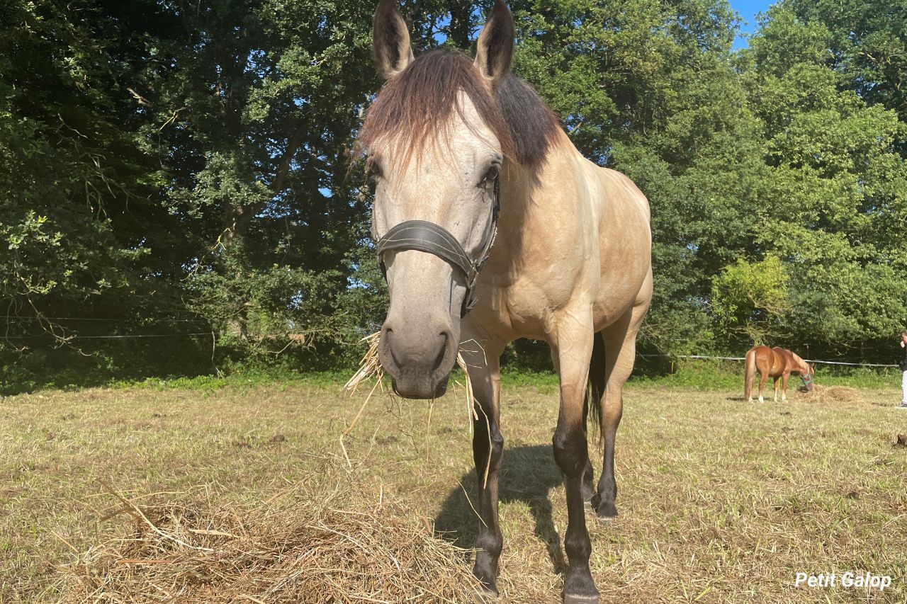 Besoins alimentaires cheval