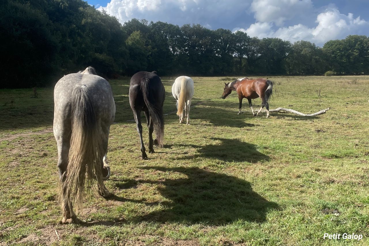 Chevaux état naturel