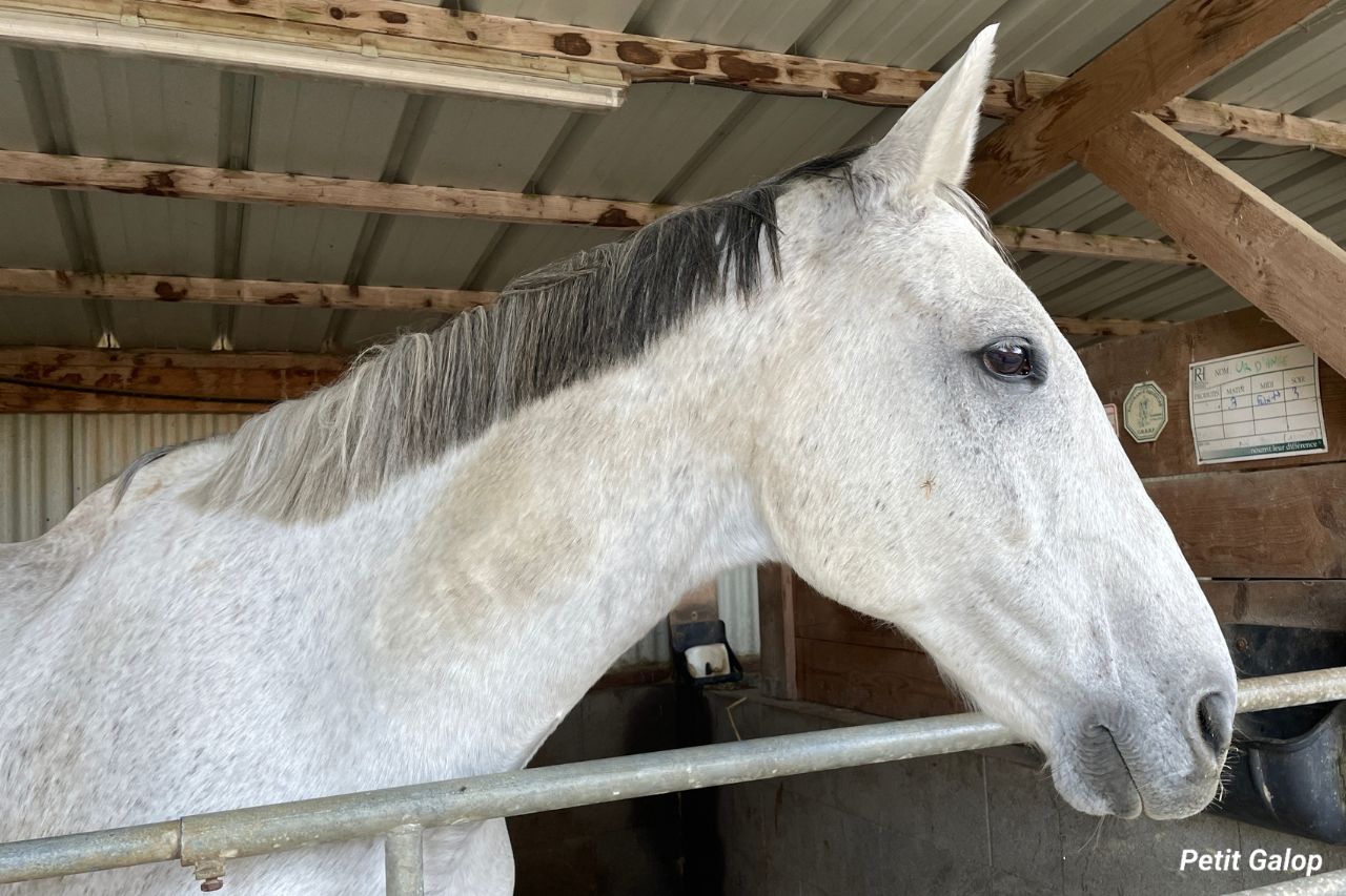 Quelles couleurs pour un cheval gris ?