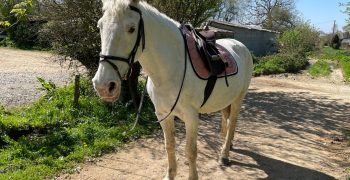 Le filet et la selle