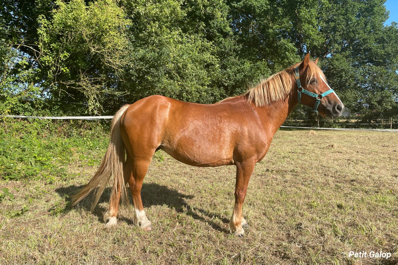 Les 3 robes de base du cheval - Petit Galop