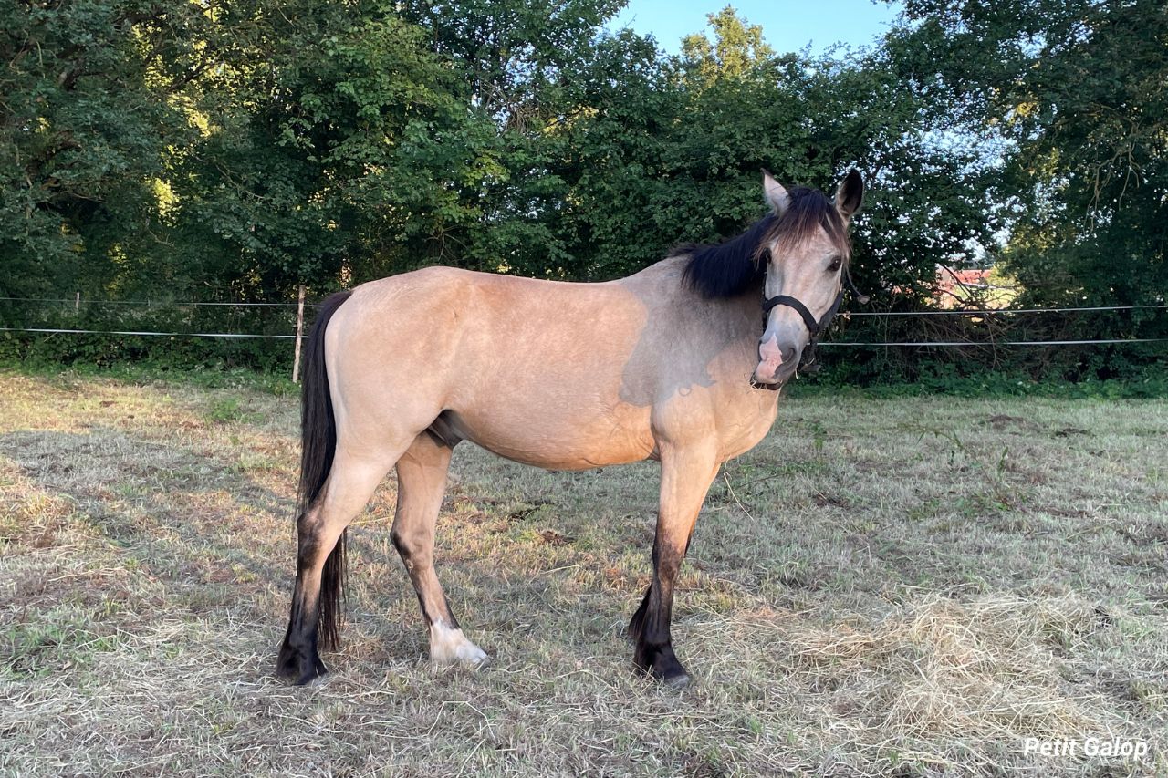 Robe cheval isabelle