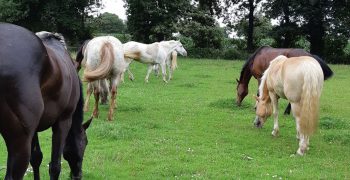 Robes de base chevaux