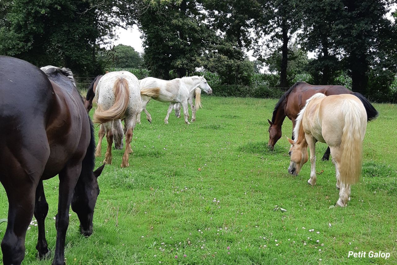 Robes de base chevaux