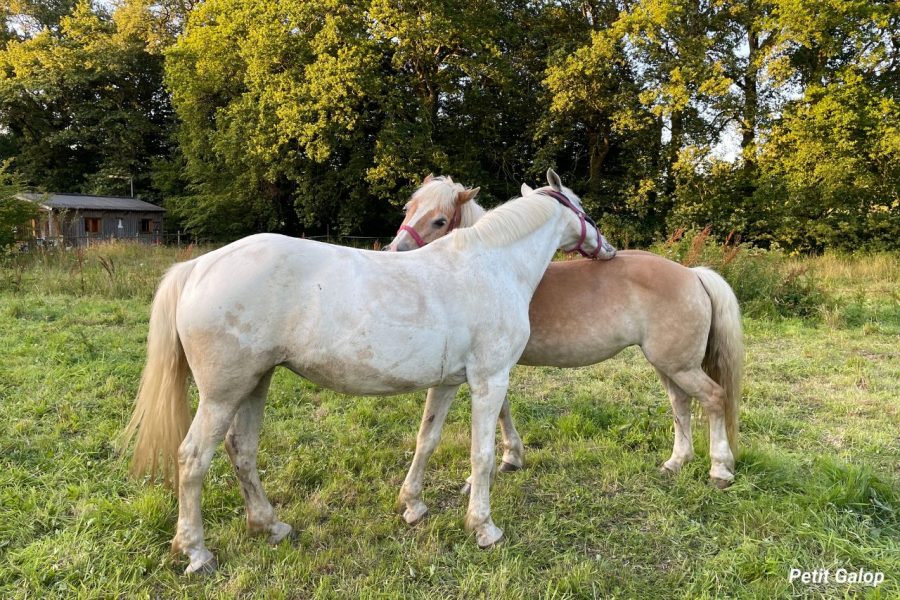 La vie des chevaux en groupe - Petit Galop
