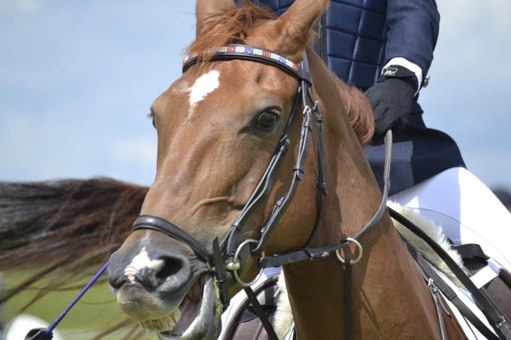 Cheval embarque