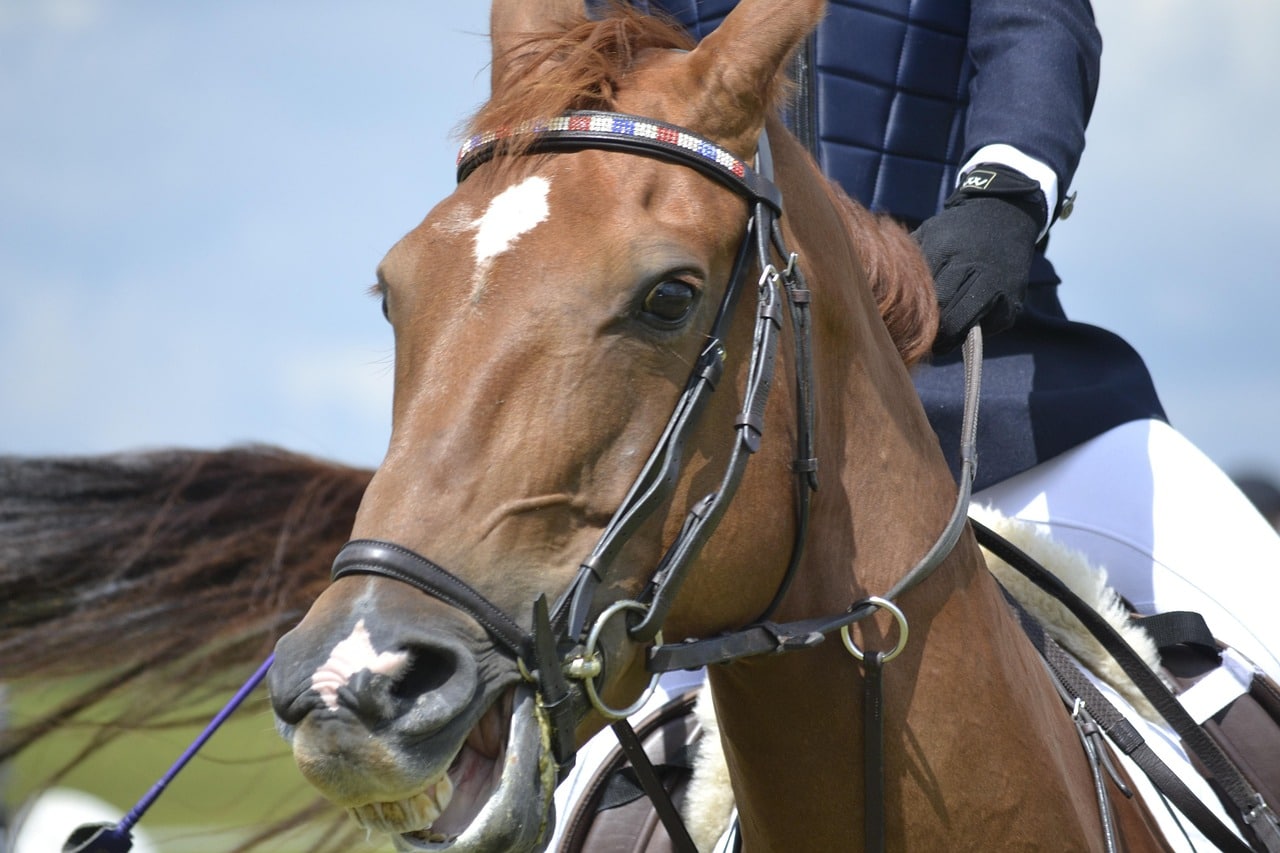 Cheval embarque