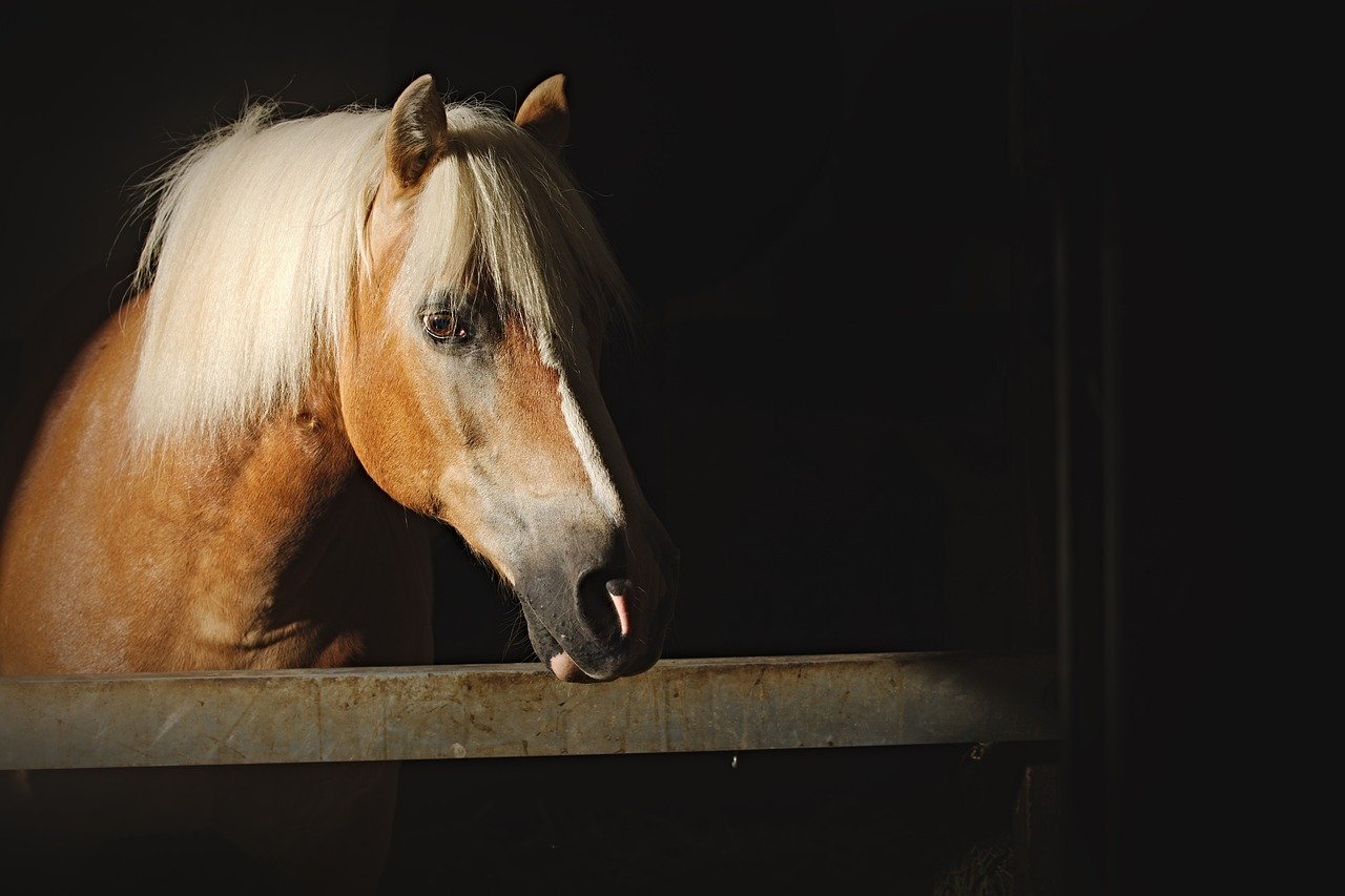 Quelle race de cheval choisir