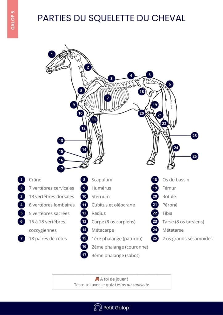Parties du squelette du cheval